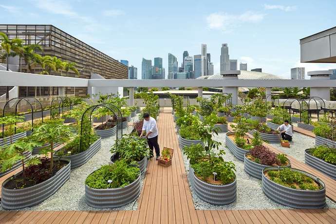 4 Unique Experiences at the Garden-Inspired Parkroyal Collection Marina Bay - Urban Farm