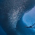 6 Amazing Outdoor Adventures in Cebu to Add to Your Bucket List 6 Amazing Outdoor Adventures in Cebu to Add to Your Bucket List - Scuba dive into a sardine ball at Moalboal
