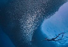 6 Amazing Outdoor Adventures in Cebu to Add to Your Bucket List 6 Amazing Outdoor Adventures in Cebu to Add to Your Bucket List - Scuba dive into a sardine ball at Moalboal