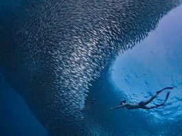 6 Amazing Outdoor Adventures in Cebu to Add to Your Bucket List 6 Amazing Outdoor Adventures in Cebu to Add to Your Bucket List - Scuba dive into a sardine ball at Moalboal