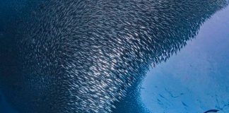 6 Amazing Outdoor Adventures in Cebu to Add to Your Bucket List 6 Amazing Outdoor Adventures in Cebu to Add to Your Bucket List - Scuba dive into a sardine ball at Moalboal