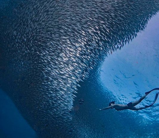 6 Amazing Outdoor Adventures in Cebu to Add to Your Bucket List 6 Amazing Outdoor Adventures in Cebu to Add to Your Bucket List - Scuba dive into a sardine ball at Moalboal