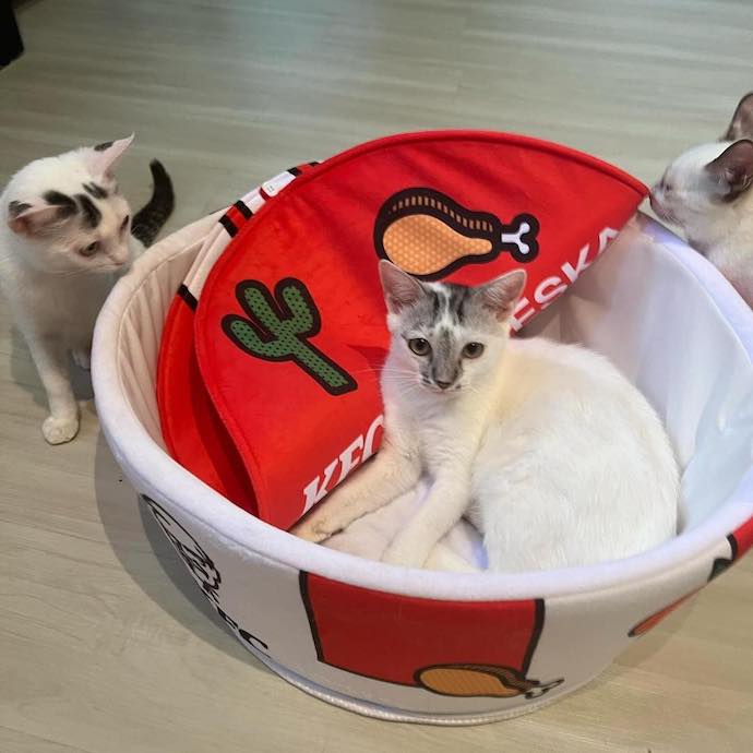 4 Pawpular Cat & Dog Petting Cafes To Visit In Singapore - Pat-A-Cat