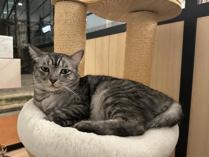 4 Pawpular Cat & Dog Petting Cafes To Visit In Singapore - The Cat Cafe