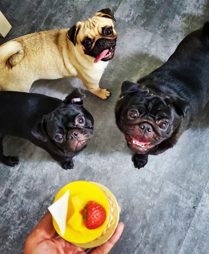 4 Pawpular Cat & Dog Petting Cafes To Visit In Singapore - What The Pug