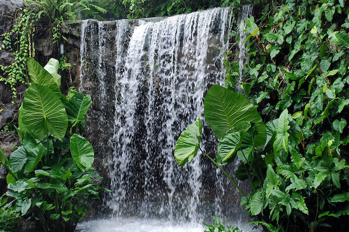10 Instagram-Worthy Waterfalls to Check Out in Singapore - Ginger Garden at Singapore Botanic Gardens
